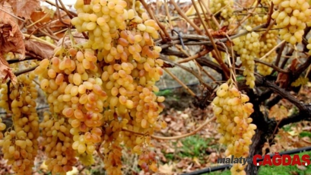 İstanbul'un Aralık ayı zam şampiyonu yaş üzüm oldu