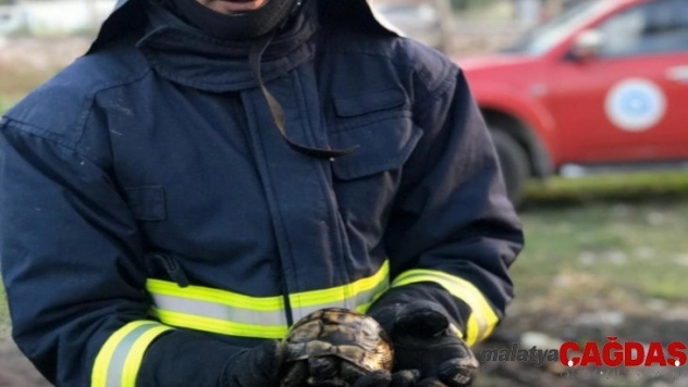 İtfaiye ekipleri kaplumbağayı yanmaktan kurtardı