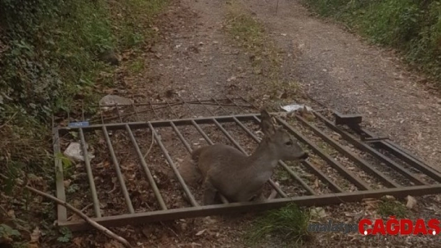 İtfaiye karaca için seferber oldu