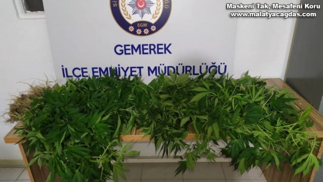 İzinsin kenevir ekimine geçit yok