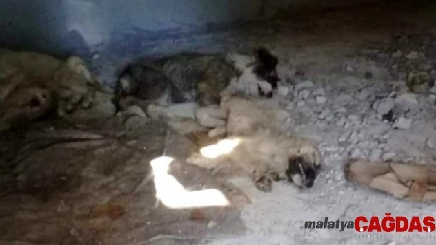 İzmir'de 12 yavru köpeğin zehirlenerek öldürüldüğü iddiası