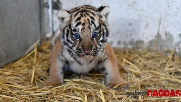 İzmir Doğal Yaşam Parkında ilk defa kaplan doğdu
