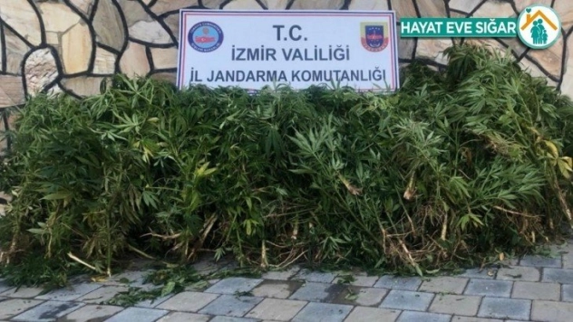 203 kök Hint keneviri ele geçirildi
