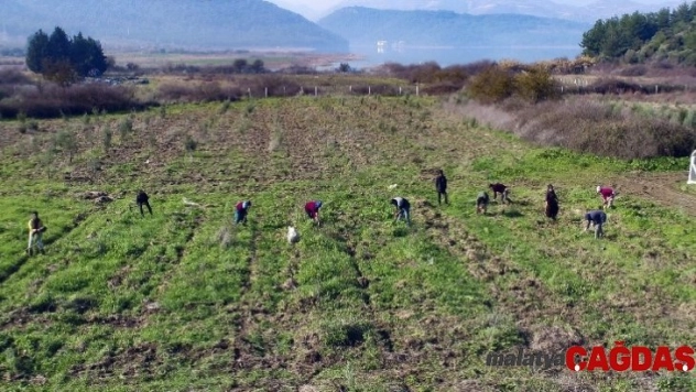 İZSU'dan Tahtalı Havzasına 1 milyon 109 bin fidan
