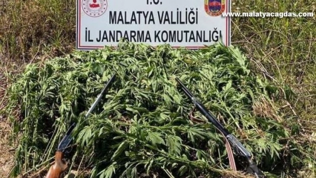 Jandarma'dan kenevir operasyonu