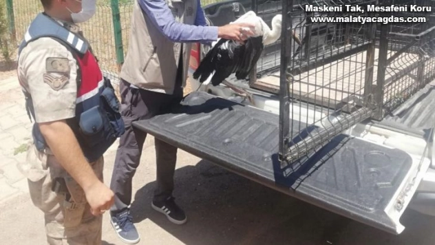 Jandarma ekipleri yaralı leyleği tedavi ettirdi