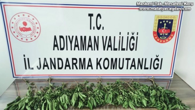 Jandarma kenevir bitkisi ele geçirdi