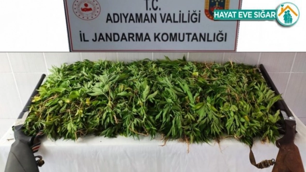 Jandarma kenevir bitkisi ele geçir