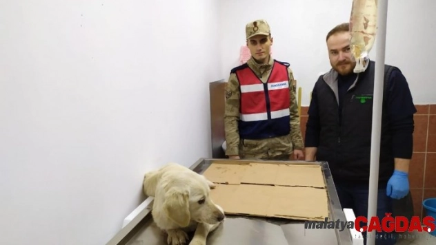 Jandarma yaralı köpeği tedavi ettirdi