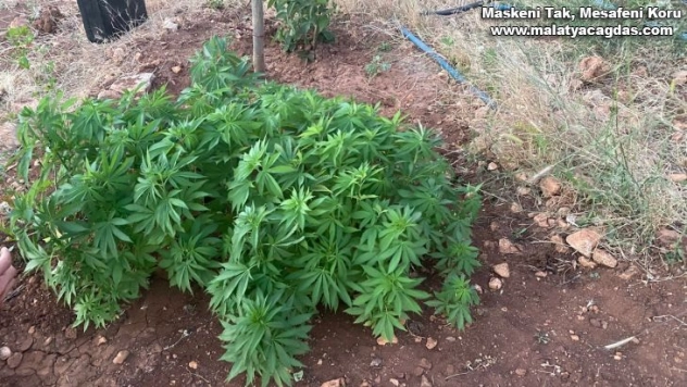 Jandarma zehir tacirlerine göz açtırmıyor