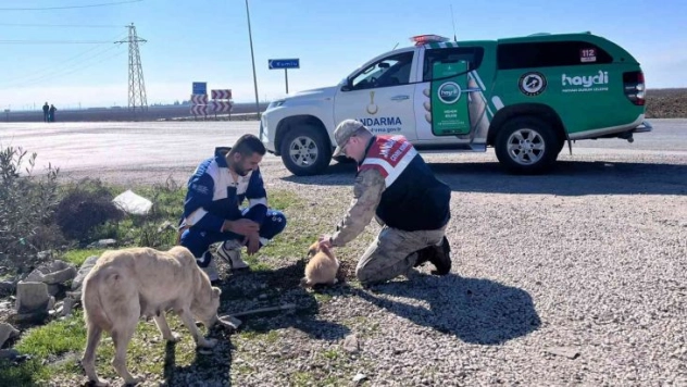 Jandarmadan sokak hayvanlarına mama ve su desteği
