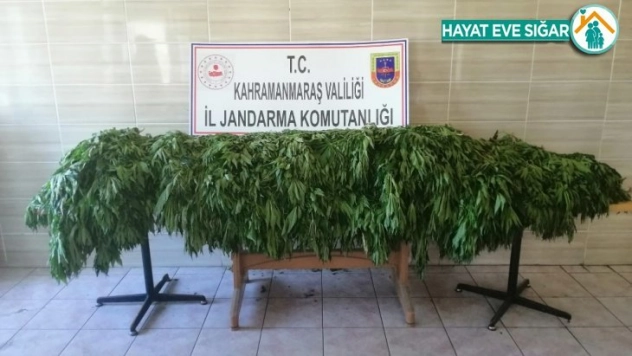 Jandarmadan uyuşturucu operasyonu