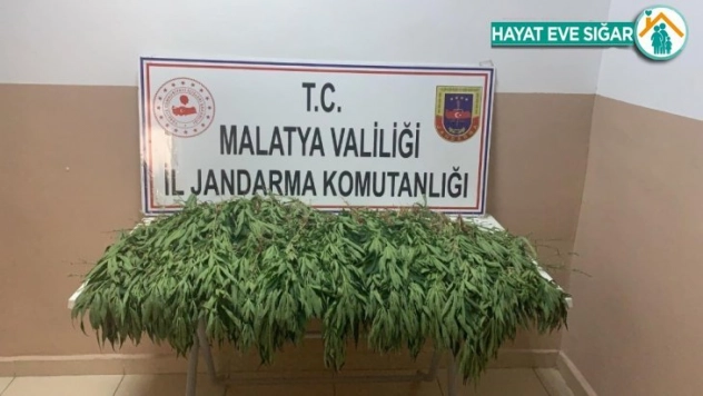 Yasa dışı kenevir ekimine sıkı takip