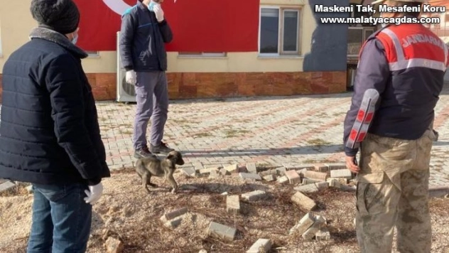 Jandarmanın bacağı kırık köpek tedavi altına alındı