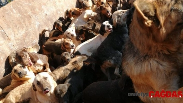 Jandarmanın Mersin'e gönderdiği sahipsiz hayvanlar Alanya barınağına geri getirildi