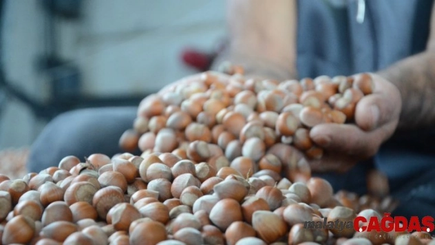 Kabuklu fındık 20 lira oldu