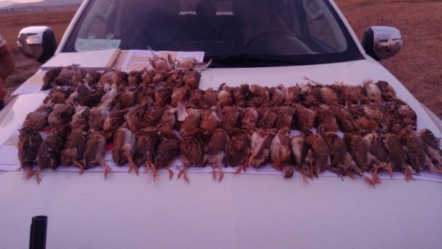 Kaçak bıldırcın avı cezasız kalmadı