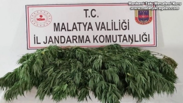 Kaçak kenevire  geçit yok