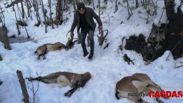 Kaçak yaban keçisi avcılarına rekor ceza: 75 bin 835 TL