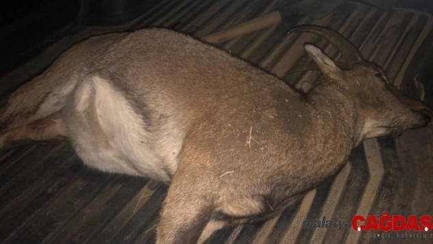 Kaçak yaban keçisi avına 60 bin TL ceza