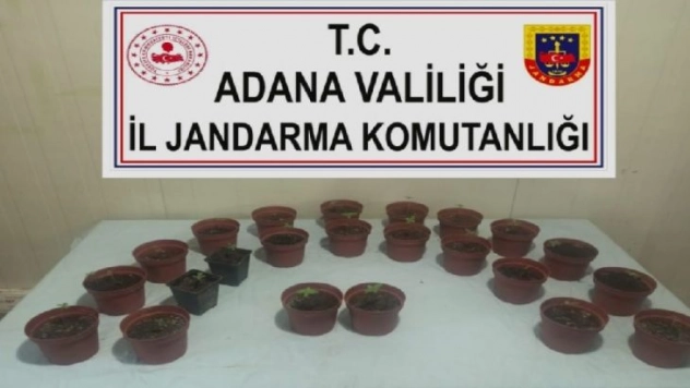 Kaçan otomobilde 23 saksı kenevir ele geçirildi