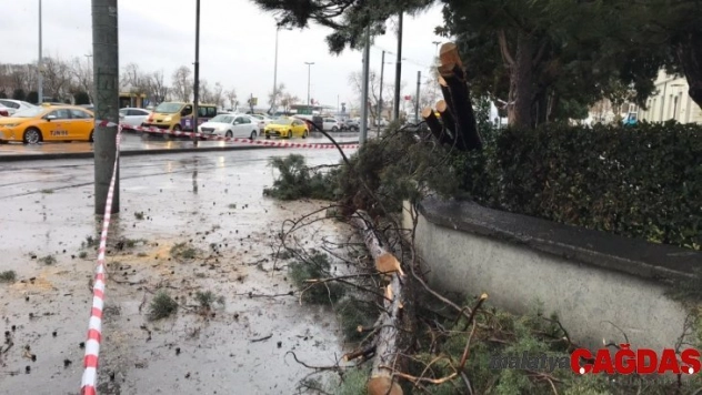 Kadıköy'de enerji teline ağaç devrilmesiyle nostaljik tramvay seferleri bir süre durdu
