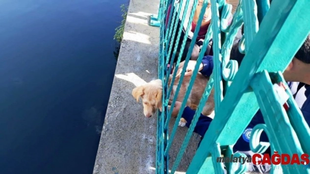 Kafası demir korkuluklara sıkışan yavru köpek kurtarıldı