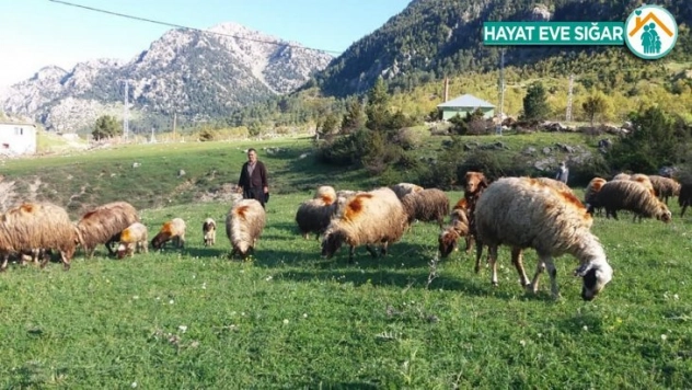 Kahramanmaraş'ta çobanlar sürüleriyle yaylaya çıktı