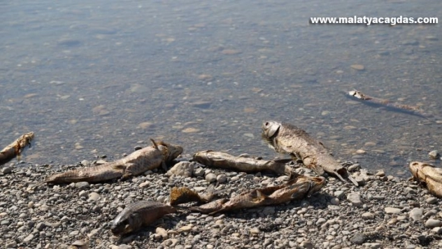 Kahta Çayı'nda binlerce balık telef oluyor