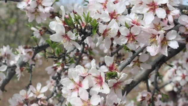 Kahta'da 'Nemrut Badem Çiçeği Festivali' düzenlendi