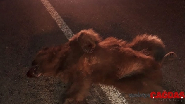 Kamyon çarpan ayı telef oldu