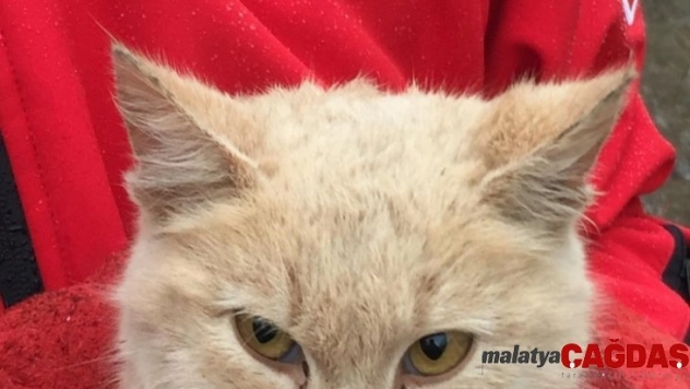 Kanala düşen yavru kedi kurtarıldı