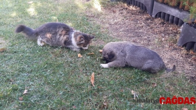 Kangal ile kedinin dostluğu
