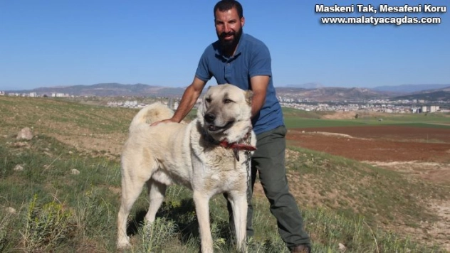 Kangal köpeği yetiştiricisi:''Ben üreticiyim' diyen herkesin suç kayıtlarına bakılsın'