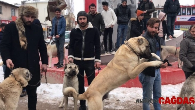 Kangal köpekli basın açıklaması