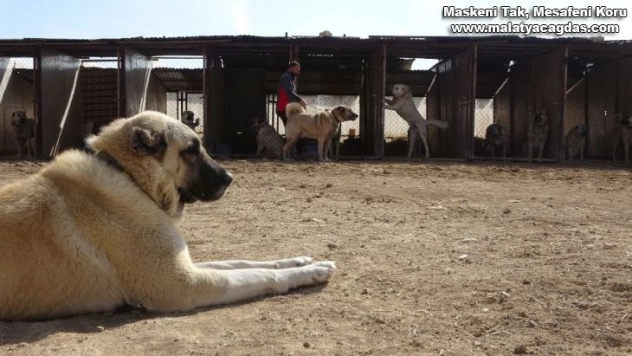 Kangallar dünya basınında gündem oldu