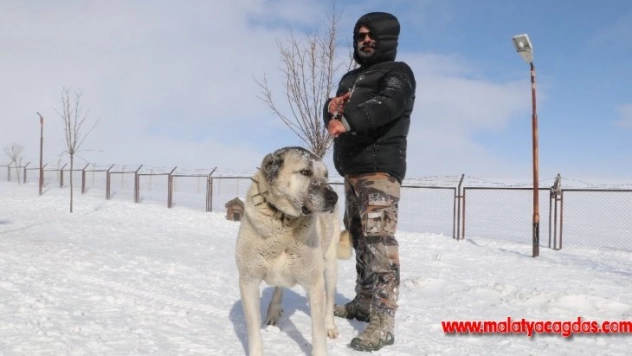 Kangalların beslenme tarzı karakterlerini etkiliyor