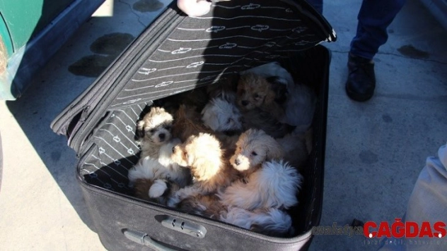 Kapıkule'de yolcu valizinden 14 köpek yavrusu çıktı