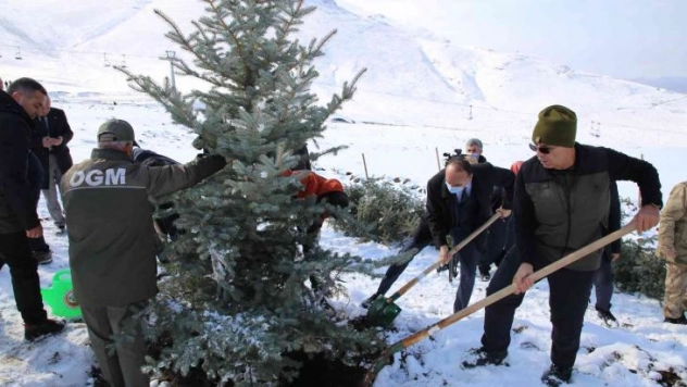 Kar altında binlerce fidanı toprakla buluşturdular