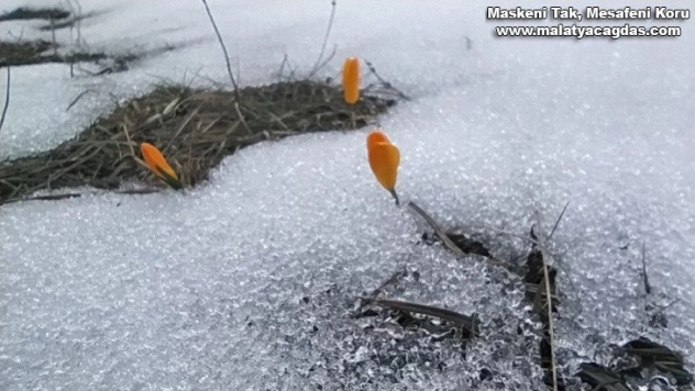 Kar ve çiğdemler bir arada