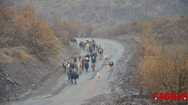 Kar yağışı göçerleri olumsuz etkiledi