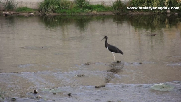 Kara leylek, Sivas'ta ortaya çıktı