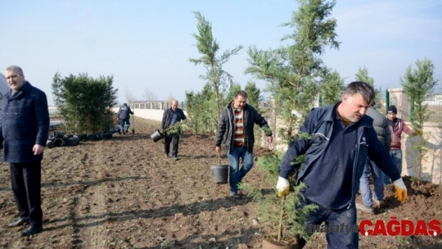 Karacabey lavanta kokacak