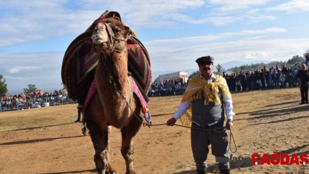 Karacasu'da deve güreşi heyecanı yaşandı