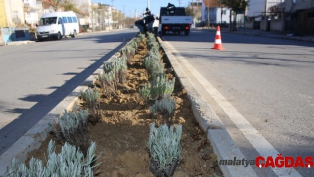 Karaman Belediyesi refüj ve kavşaklara lavanta dikti