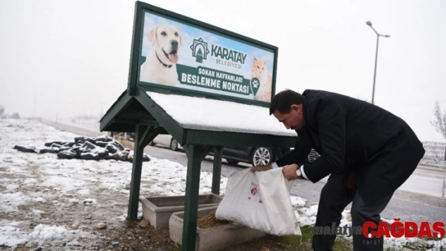 Karatay Belediyesi sokak hayvanlarını unutmuyor