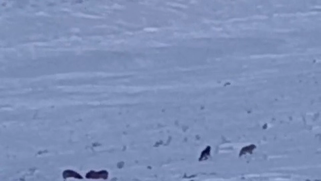 Karayazı'da gündüz vakti kurt saldırısı: Yavru köpek telef oldu