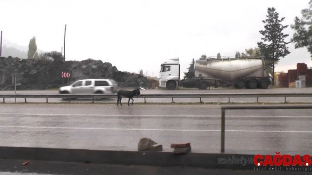 Karayolundaki başıboş eşek sürücülere zor anlar yaşattı
