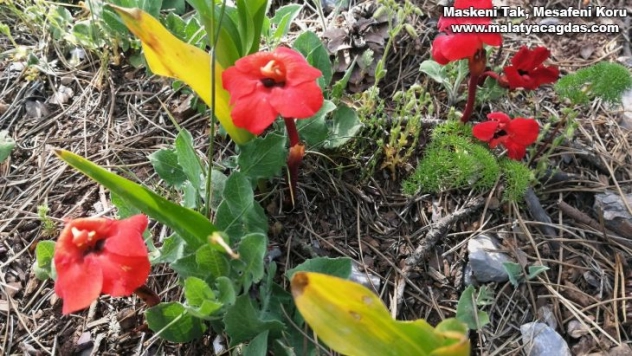Kardeş kanı çiçeği Amanosları renklendiriyor