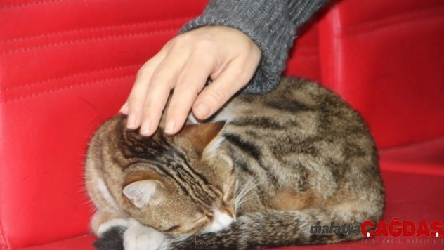 Kargo firmasının en sevimli misafiri: Nuriye